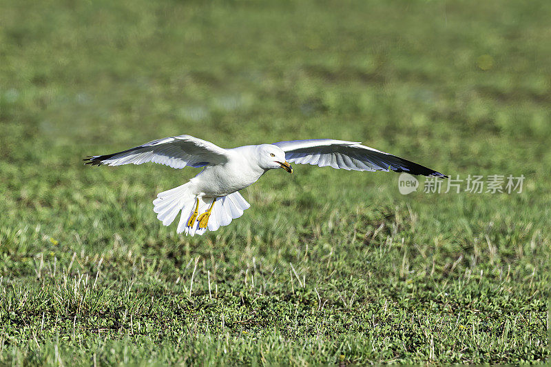 环嘴鸥(Larus delawarensis)是一种中型鸥。马勒尔国家野生动物保护区，俄勒冈州。鸻形目。鸥科。飞行。